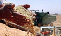 خرید تضمینی گندم از کشاورزان اردستان به ۴۲۰۰ تُن رسید