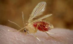 مقابله با عوامل بیماری سالک در ۸۴ کانون استان اصفهان