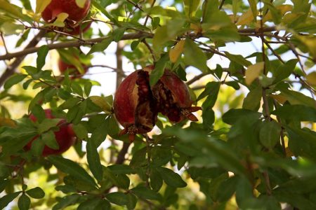 گزارش تصویری از فصل برداشت انار در روستای جهادآباد اصفهان